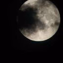 kot_nuar