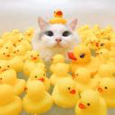 user43048077