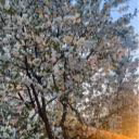 ciorio33