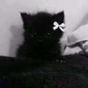 Pipi_skaa