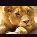 Sandlioness