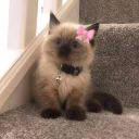 ILovePawPotrol
