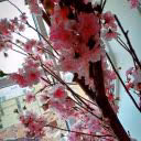 Black1rose8