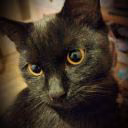 BlackCat040804
