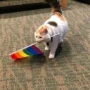 Dlgreez_X_Spoontamer