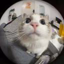 Katyeanomer1