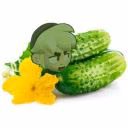 poko_loko