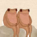 scarlet_frogs