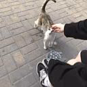 kittikss