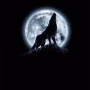 Alex_andra_Wolf