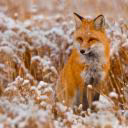888Fox888