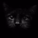 Darkcat69