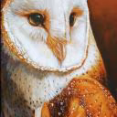OwL_sIpA