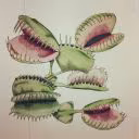 predatory_flower