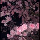 LitDreamer1