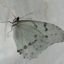butterfly1306