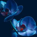 ral_ace