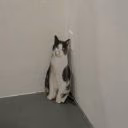 cat_bonehad