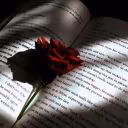 _scarlet_rose