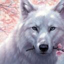 Wild_Wolf_5