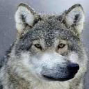 gownoedKa