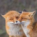 lizzie_foxy_krosh