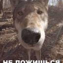 Tvoi_othim_dayn220
