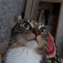little_kitty110909