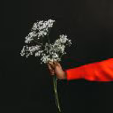 willemliske