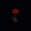 Anastasi__225