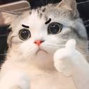Meow-laoda