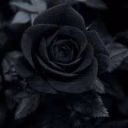 Jane_Potter387