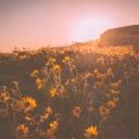 skeletonflower__