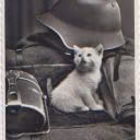 Erdbeerkatze3