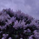 Vi_Moon1