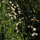 20CrookedFlower11