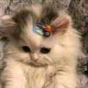 user16501591