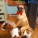 Interesting_pug