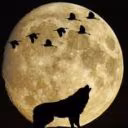Crazy_Polar_Owl