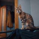 Nishka_kry