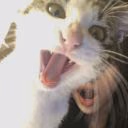 liiiaasik