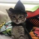 meow_mrr_7