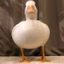 noblum