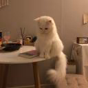 zeynabmeow