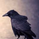 wiseraven_