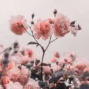 Kassis_22