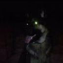 wildwolf2307
