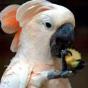 beautifulcockatoo