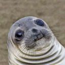 Smiling_Seal