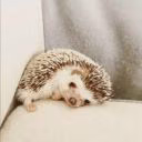 Just_a_hedgehog